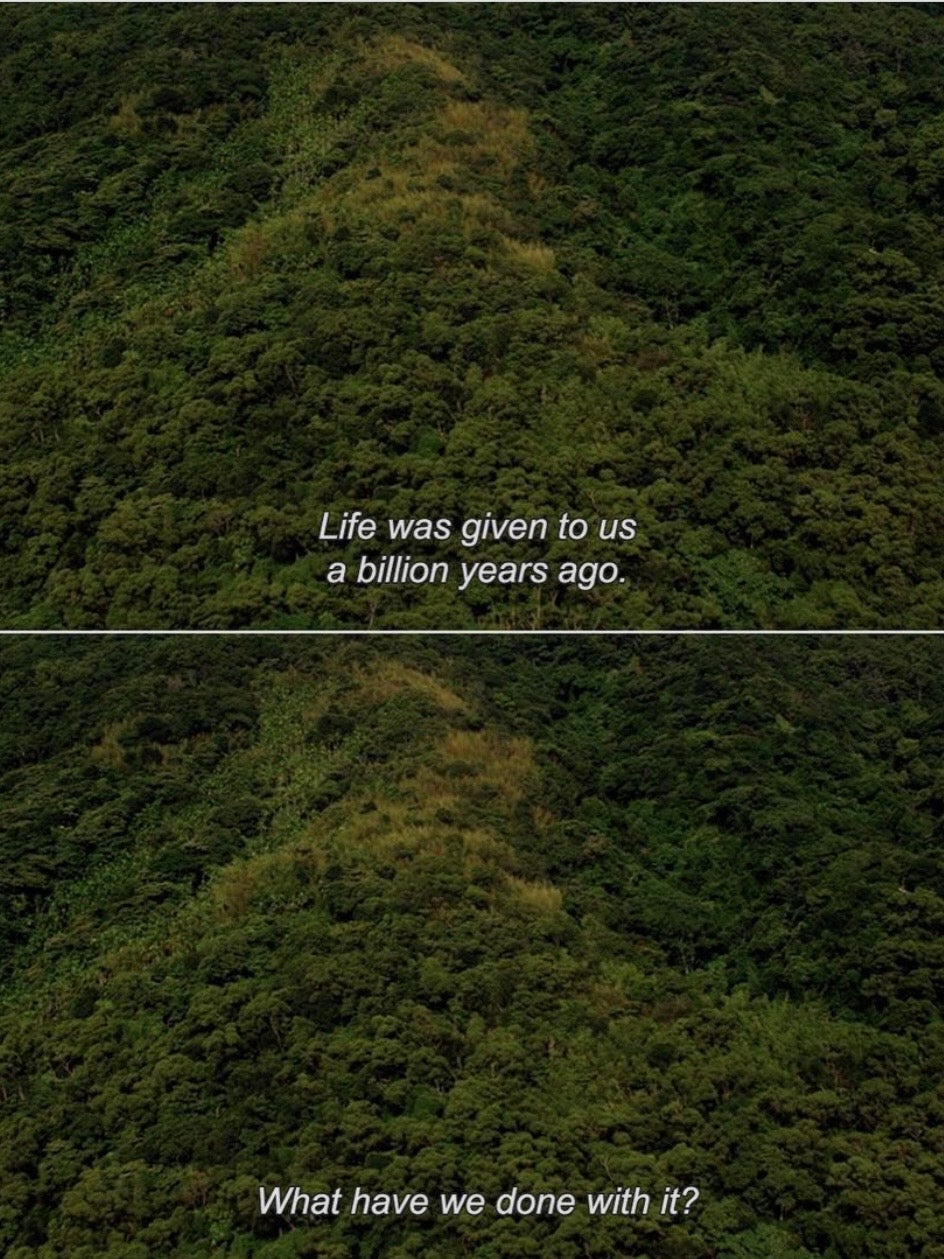 Aerial view of ancient forest illustrating the biological and psychological cost of disconnecting from the natural world and the healing power of time spent in nature.